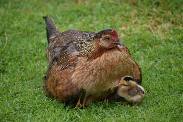 一只小鸡妈妈带着小鸡在草地上 — 图库照片