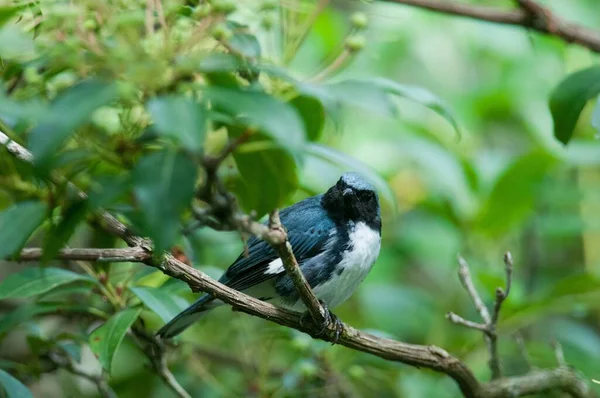 蓝背林莺的特写镜头 栖息在树枝上 是一种蓝背林莺的特写镜头 — 图库照片