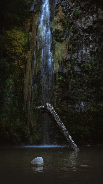 Eine Vertikale Aufnahme Eines Baumstamms Einem Teich Gegen Einen Wasserfall — Stockfoto