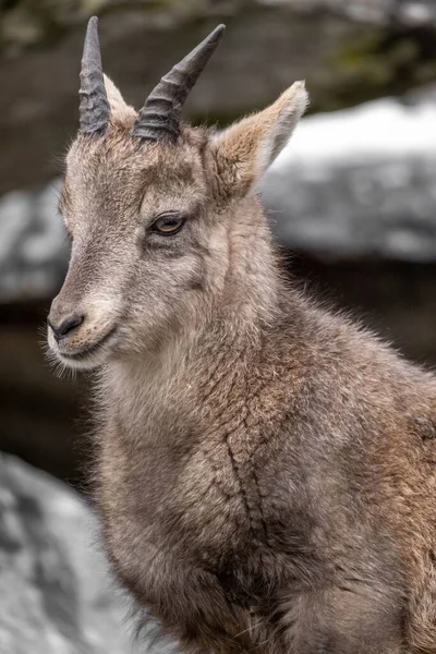 Uma Foto Close Bebê Ibex Alpino Capra Ibex — Fotografia de Stock