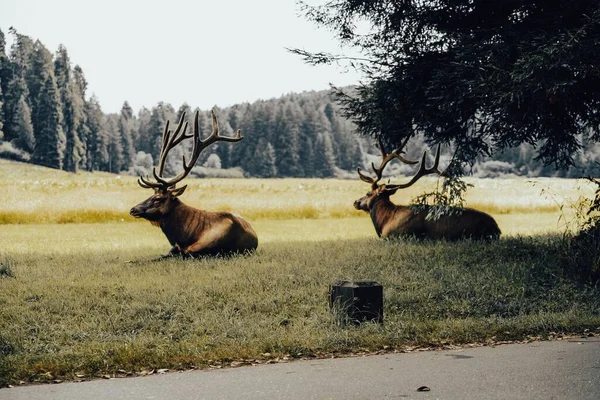 Reindeer Lying Meadow — Stock Photo, Image