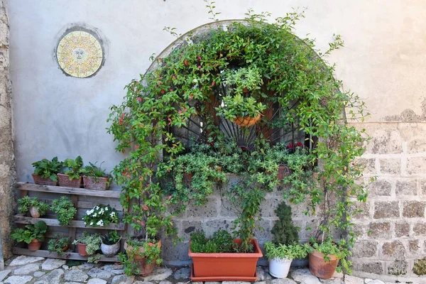 Widok Bliska Starego Okna Pokrytego Pięknymi Roślinami Caserta — Zdjęcie stockowe