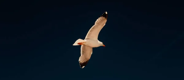 Lovitură Panoramică Closeup Unui Pescăruș Care Zboară Sus Cerul Albastru — Fotografie, imagine de stoc