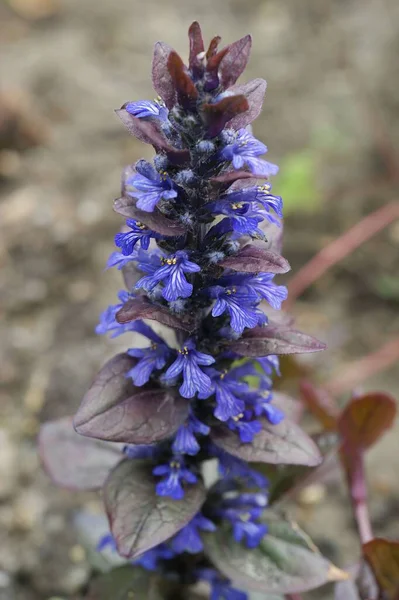 Una Macro Toma Una Flor Azul Bugleherb Tallo Con Hojas —  Fotos de Stock