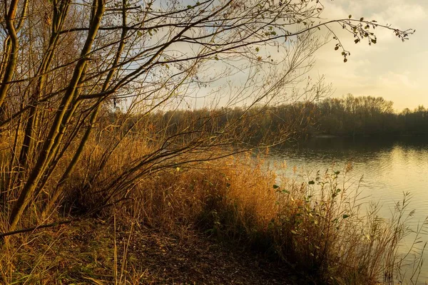 Una Splendida Vista Lago Circondato Piante Invernali Alberi Senza Foglie — Foto Stock