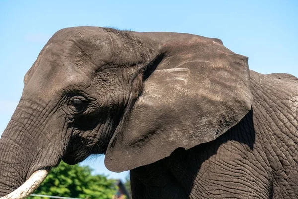 Plan Rapproché Éléphant Défenses Par Une Journée Ensoleillée — Photo