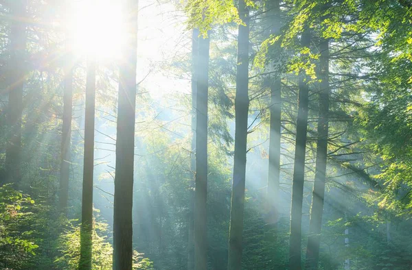太陽の光を背景にした森の景色 — ストック写真