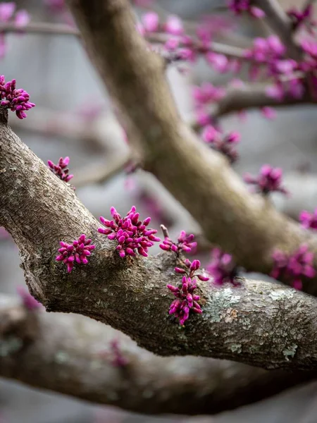 Крошечные Розовые Растения Растут Ветке Дерева Зимой — стоковое фото