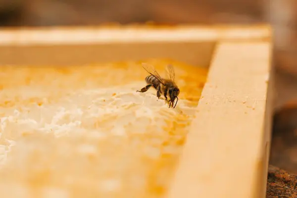 Ένα Κοντινό Πλάνο Μιας Μέλισσας Στο Κερί Μέλισσας — Φωτογραφία Αρχείου