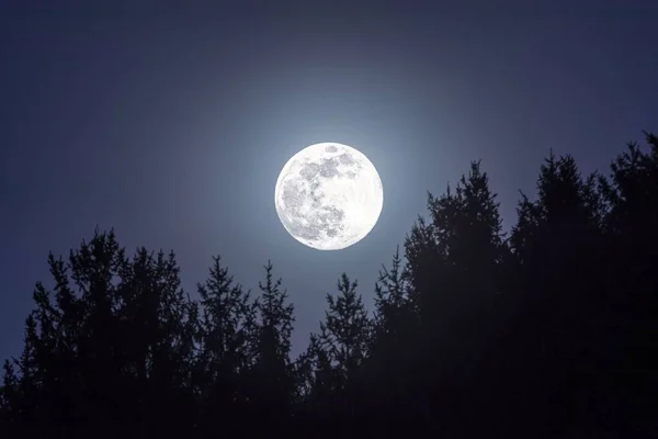 夜になると木々の上から月の光が差し込み — ストック写真