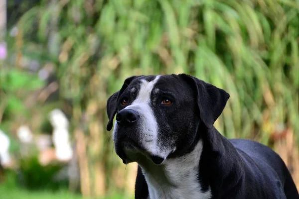 Ένα Μεγάλο Χαριτωμένο Αμερικανικό Staffordshire Terrier Στον Κήπο — Φωτογραφία Αρχείου