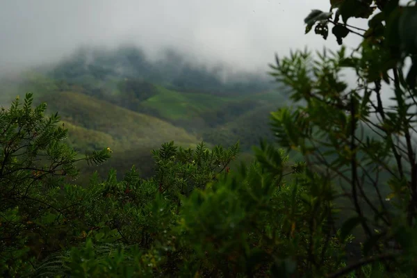 Arkasında Dağ Olan Yemyeşil Bir Çay Tarlası Bulutlardan Yükselen Bir — Stok fotoğraf