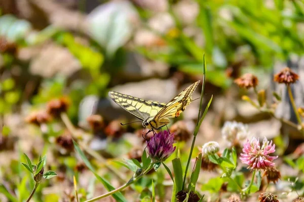 Closeup Old World Swallowtail Wildflower Field Sunlight — Stock Photo, Image