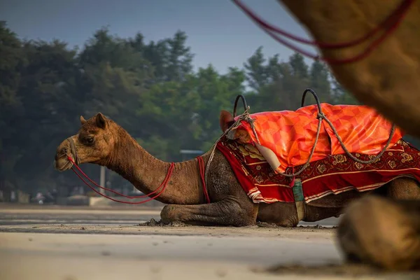 Primer Plano Camello — Foto de Stock