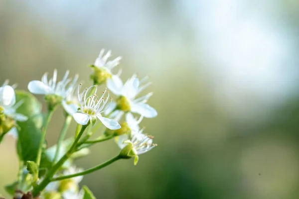 Macro Shot White Mahaleb Cherry Flowers Isolated Background — Stock Photo, Image