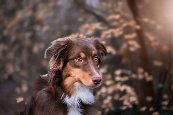Обраний Фокус Австралійського Собаки Пастуха — стокове фото