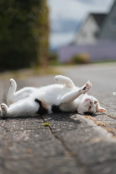Кіт Коричневими Очима Лежить Спині — стокове фото