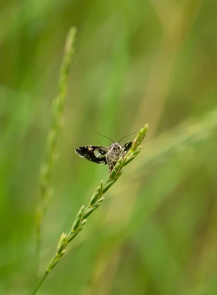 Pionowe Zbliżenie Utajonego Motyla Wrzosowiska Siedzącego Zielonym Kwiecie — Zdjęcie stockowe