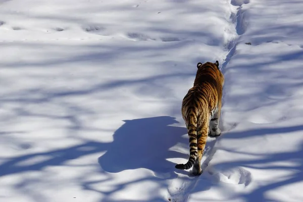 Сибирский Тигр Идет Белому Снежному Полю — стоковое фото