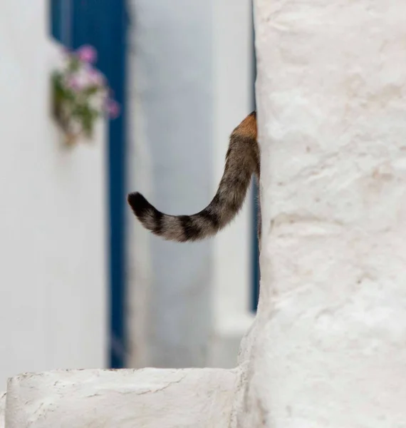 一只只有尾巴才能看见的可爱的猫进入有白色立面的建筑物的垂直镜头 — 图库照片
