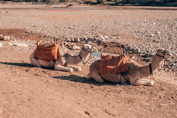 摩洛哥Ait Ben Haddou附近的两只骆驼 — 图库照片