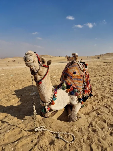 在沙漠的沙地上躺着一只滑稽的下垂骆驼的垂直镜头 — 图库照片