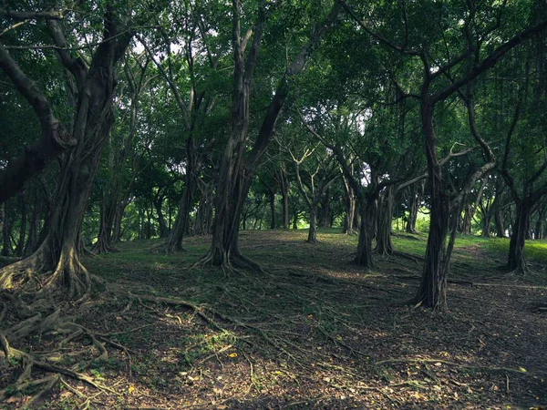 Yeşil Bir Ormanın Manzarası — Stok fotoğraf