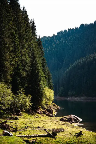 森の近くの美しい湖の垂直ショット — ストック写真