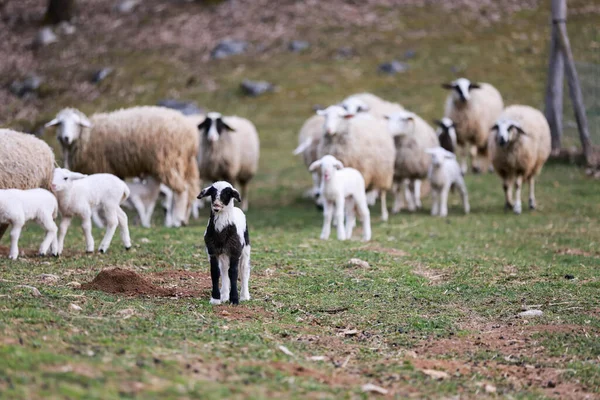 Seletivo Ovelhas Pasto — Fotografia de Stock