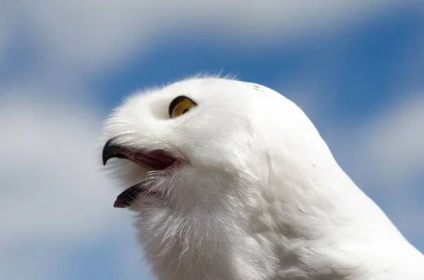 Closeup Snowy Owl Outdoors Sunlight Blue Cloudy Sky — Stock Photo, Image