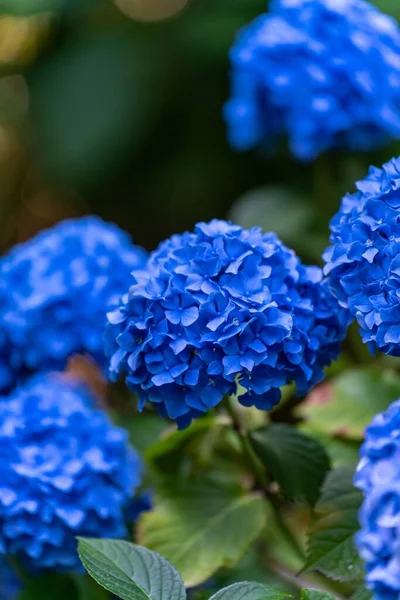 Vertical Shot Vivid Blue Hortensia Flowers Garden Daylight Canada — Stock Photo, Image
