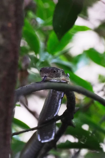 Eine Vertikale Aufnahme Der Königskobra Schlange Auf Einem Ast Dschungel — Stockfoto