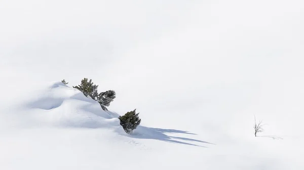 Маленькие Зеленые Растения Торчащие Глубокого Белого Снега Зимой — стоковое фото