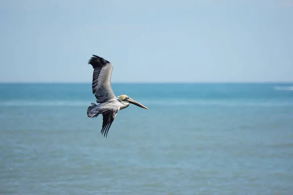海を飛ぶ茶色のペリカン — ストック写真