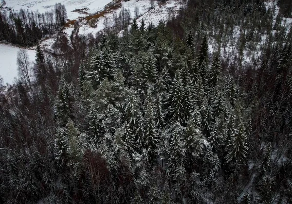 Piękny Zimowy Krajobraz Lesie — Zdjęcie stockowe