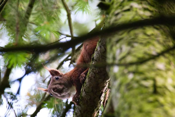 Esquilo Castanho Empoleirado Árvore — Fotografia de Stock
