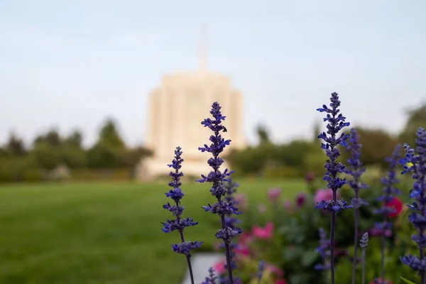 Las Flores Púrpuras Con Templo Morado Rexburg Idaho Fondo — Foto de Stock