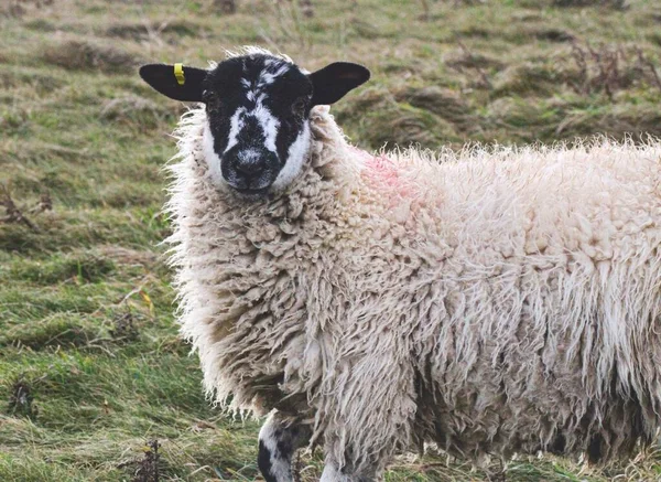 Nahaufnahme Eines Schafes Auf Dem Feld — Stockfoto