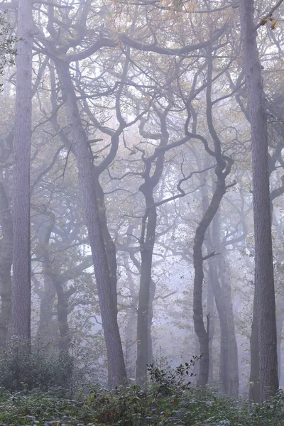 Uma Foto Vertical Parque Sutton Florescido Birmingham Reino Unido Dia — Fotografia de Stock