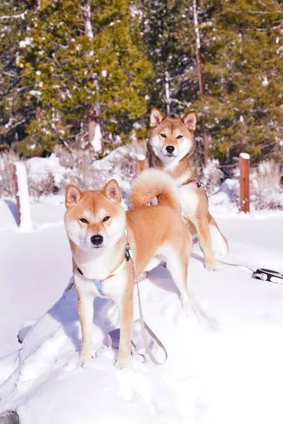 Tiro Vertical Cães Shiba Inu Sobre Neve Dia Ensolarado Com — Fotografia de Stock