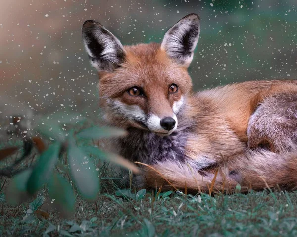 Closeup Shot Cute Fox Rain — Stock Photo, Image
