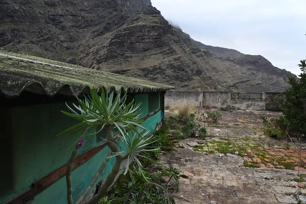Grüne Euphorbia Atropurpurea Pflanze Hintergrund Einer Bergkette — Stockfoto