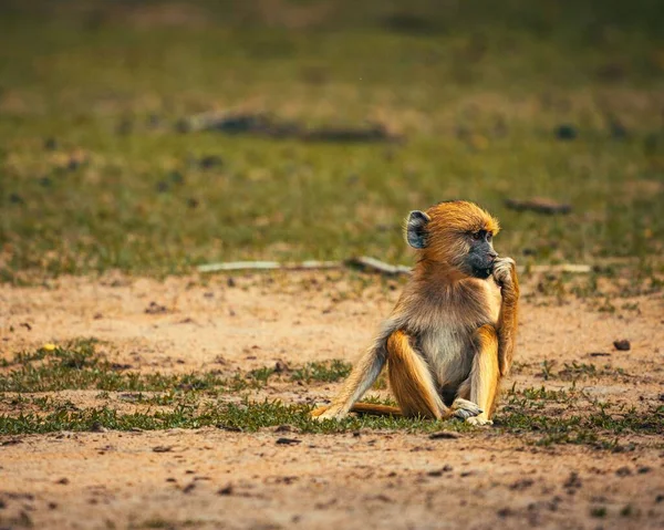 Close Macaco Bebê Sentado Chão — Fotografia de Stock