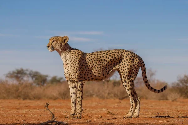 Gepárd Serengeti Nemzeti Park Síkságain — Stock Fotó