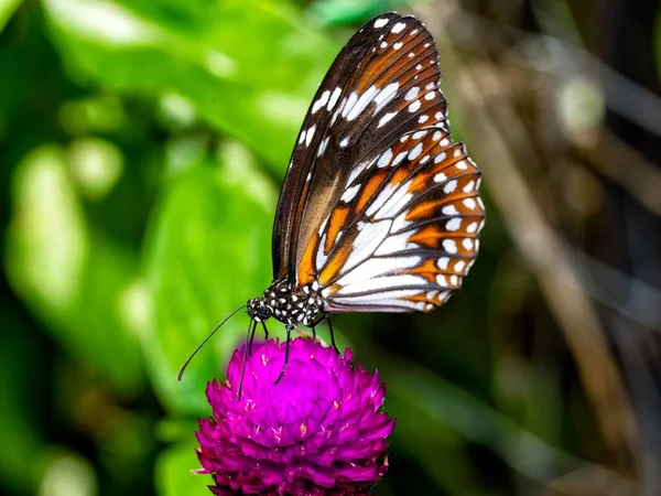 Eine Flache Fokusaufnahme Eines Lepidoptera Schmetterlings Auf Einer Blühenden Lila — Stockfoto