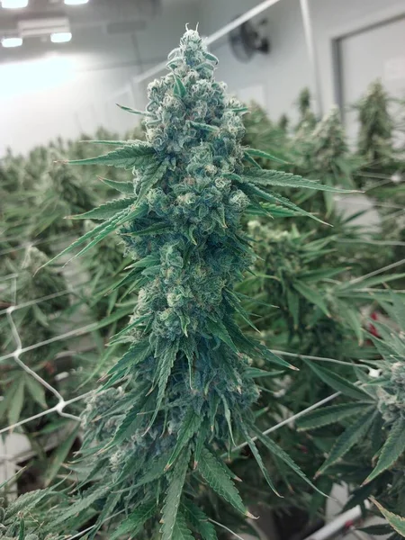 Selektive Aufnahme Einer Marihuana Pflanze Einer Farm — Stockfoto