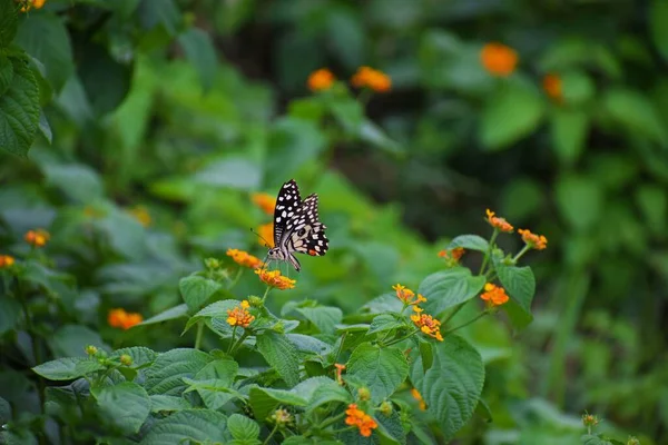 Selektywne Ognisko Motyla Limonki Pomarańczowych Kwiatach Lantany Ogrodzie — Zdjęcie stockowe