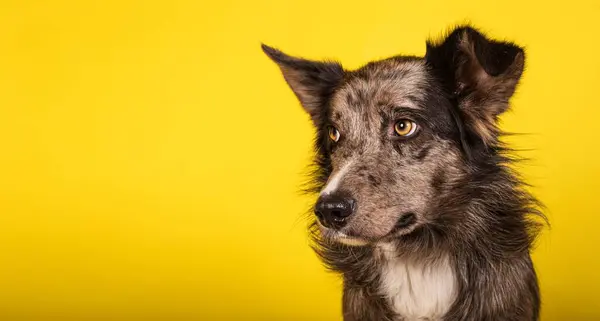 Cute Border Collie Puppy Isolated Yellow Background Copy Space — Stock Photo, Image