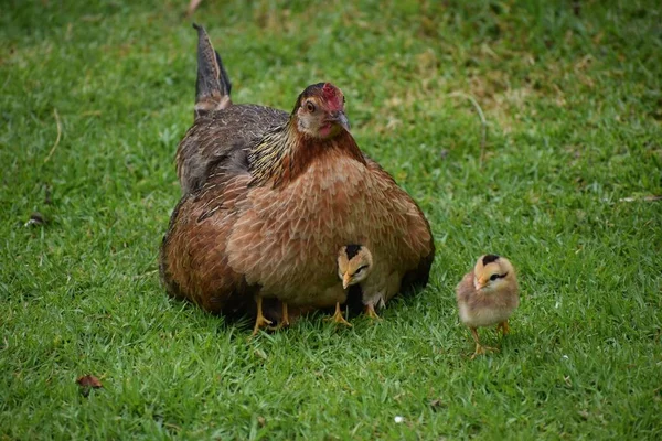 Egy Anyacsirke Csirkéivel Fűben — Stock Fotó