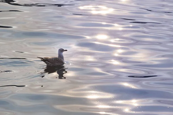 Closeup Shot Seagull Trieste Italy — Stock Photo, Image